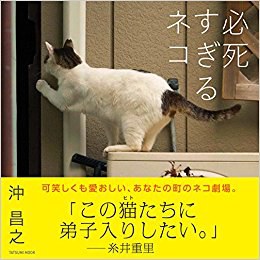 必死すぎるネコ